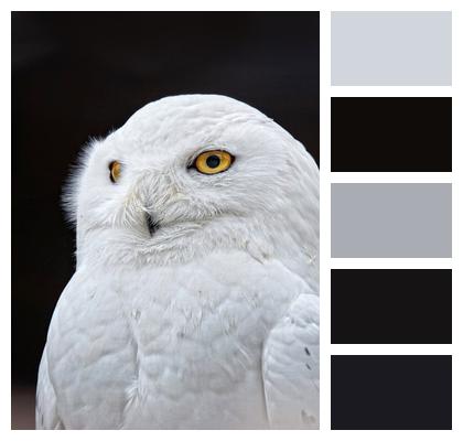White Yellow Eyes Owl Image